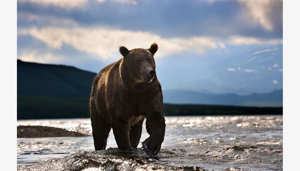 План камчатский бурый медведь. Бурый медведь в Приморском крае. Камчатка медведи. Камчатский бурый медведь. Бурый медведь в Челябинской области.